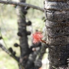 Allocasuarina verticillata at Kambah, ACT - 20 Sep 2021