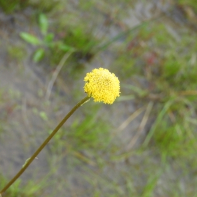 Craspedia variabilis (Common Billy Buttons) at Mount Taylor - 20 Sep 2021 by MatthewFrawley