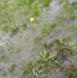 Craspedia variabilis at Kambah, ACT - 20 Sep 2021