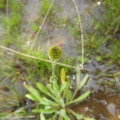 Craspedia variabilis at Kambah, ACT - 20 Sep 2021