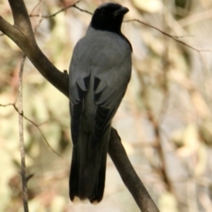 Coracina novaehollandiae (Black-faced Cuckooshrike) at Bells TSR - 21 Sep 2021 by PaulF