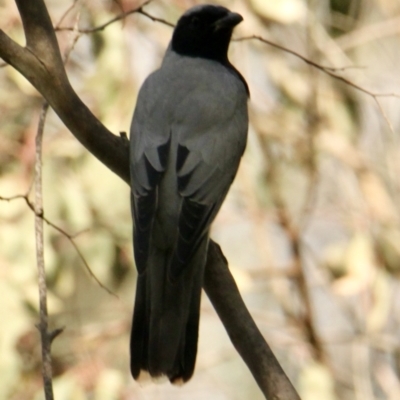 Coracina novaehollandiae (Black-faced Cuckooshrike) at Table Top, NSW - 21 Sep 2021 by PaulF