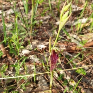 Calochilus robertsonii at West Albury, NSW - suppressed