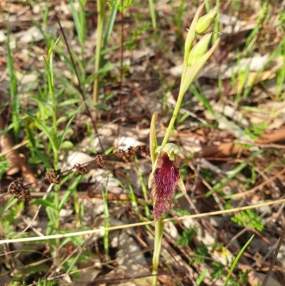Calochilus robertsonii (Beard Orchid) at Monument Hill and Roper Street Corridor - 18 Sep 2021 by ClaireSee
