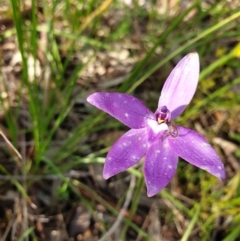 Glossodia major (Wax Lip Orchid) at Albury - 18 Sep 2021 by ClaireSee