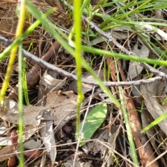 Glossodia major at West Albury, NSW - suppressed