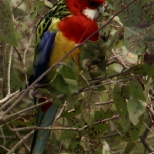 Platycercus eximius at Wirlinga, NSW - 21 Sep 2021