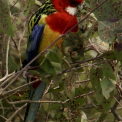 Platycercus eximius (Eastern Rosella) at Wirlinga, NSW - 21 Sep 2021 by PaulF