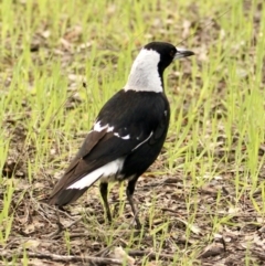 Gymnorhina tibicen (Australian Magpie) at Albury - 21 Sep 2021 by PaulF