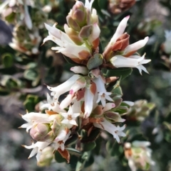 Brachyloma daphnoides (Daphne Heath) at Cook, ACT - 20 Sep 2021 by drakes