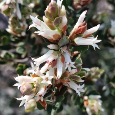 Brachyloma daphnoides (Daphne Heath) at Cook, ACT - 19 Sep 2021 by drakes