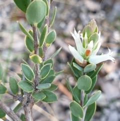 Brachyloma daphnoides at Cook, ACT - 20 Sep 2021