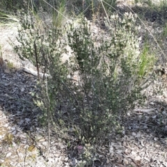 Brachyloma daphnoides at Cook, ACT - 20 Sep 2021