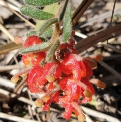 Grevillea alpina (Mountain Grevillea / Cat's Claws Grevillea) at Cook, ACT - 20 Sep 2021 by drakes