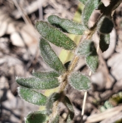 Grevillea alpina at Cook, ACT - 20 Sep 2021 09:42 AM