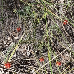 Grevillea alpina at Cook, ACT - 20 Sep 2021 09:42 AM