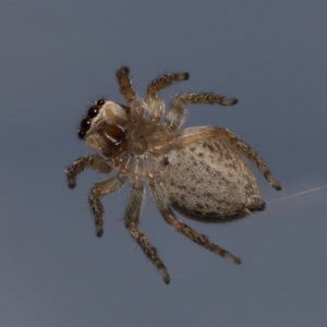 Maratus griseus at Evatt, ACT - 19 Sep 2021 02:43 PM