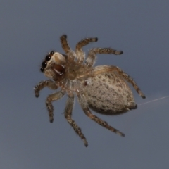 Hypoblemum griseum (Jumping spider) at Evatt, ACT - 19 Sep 2021 by TimL