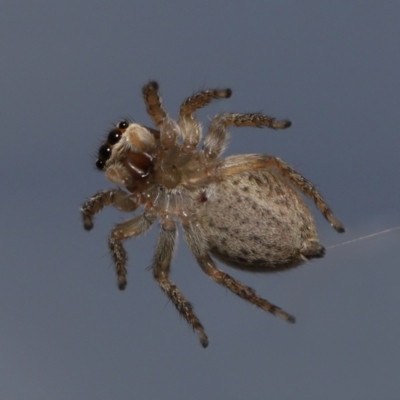 Maratus griseus (Jumping spider) at Evatt, ACT - 19 Sep 2021 by TimL