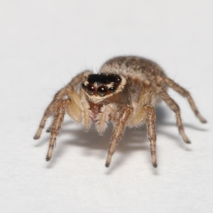 Maratus griseus at Evatt, ACT - 19 Sep 2021 02:43 PM