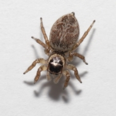 Maratus griseus at Evatt, ACT - 19 Sep 2021