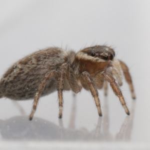 Maratus griseus at Evatt, ACT - 19 Sep 2021