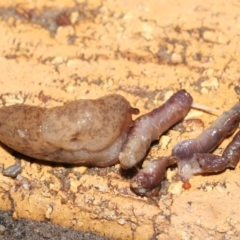 Deroceras reticulatum (Grey Field Slug) at Evatt, ACT - 18 Sep 2021 by TimL