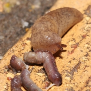 Deroceras reticulatum at Evatt, ACT - 18 Sep 2021