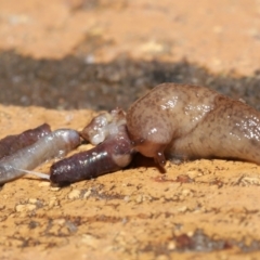 Deroceras reticulatum at Evatt, ACT - 18 Sep 2021 11:52 AM