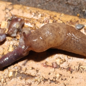 Deroceras reticulatum at Evatt, ACT - 18 Sep 2021