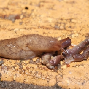 Deroceras reticulatum at Evatt, ACT - 18 Sep 2021