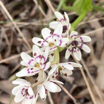 Wurmbea dioica subsp. dioica (Early Nancy) at Mount Taylor - 21 Sep 2021 by George