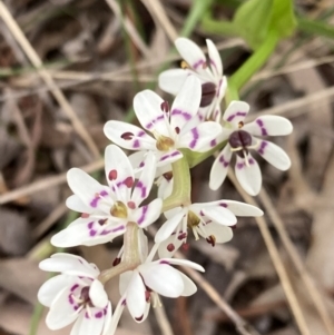 Wurmbea dioica subsp. dioica at Chifley, ACT - 21 Sep 2021