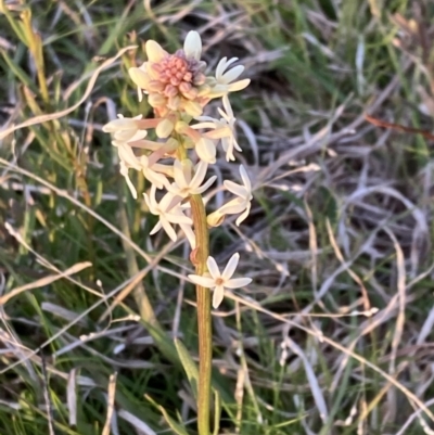 Stackhousia monogyna (Creamy Candles) at Chifley, ACT - 21 Sep 2021 by George