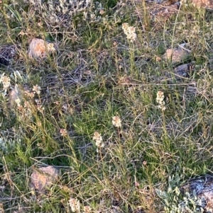 Stackhousia monogyna at Chifley, ACT - 21 Sep 2021