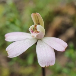 Caladenia fuscata at Point 5831 - suppressed