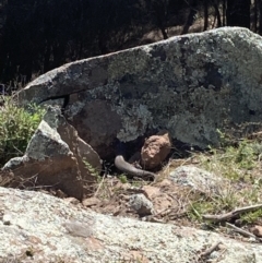 Egernia cunninghami (Cunningham's Skink) at Mount Taylor - 11 Sep 2021 by George