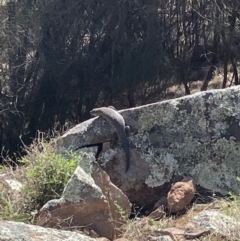 Egernia cunninghami at Tuggeranong DC, ACT - 12 Sep 2021 09:23 AM