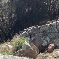 Egernia cunninghami at Tuggeranong DC, ACT - 12 Sep 2021 09:23 AM