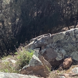 Egernia cunninghami at Tuggeranong DC, ACT - 12 Sep 2021 09:23 AM