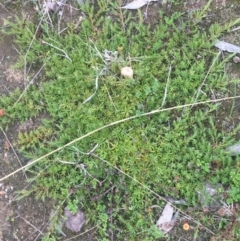 Acrotriche serrulata (Ground-berry) at Black Mountain - 17 Sep 2021 by Ned_Johnston