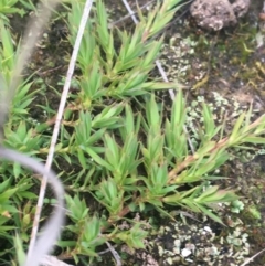 Acrotriche serrulata at Downer, ACT - 17 Sep 2021