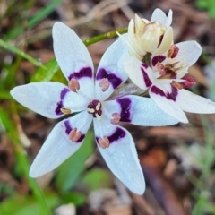 Wurmbea dioica subsp. dioica (Early Nancy) at Murrumbateman, NSW - 21 Sep 2021 by waynealford