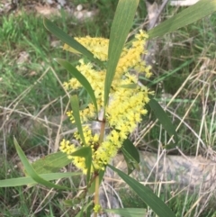 Acacia longifolia subsp. longifolia (sallow or Sydney golden wattle) at Aranda, ACT - 17 Sep 2021 by NedJohnston