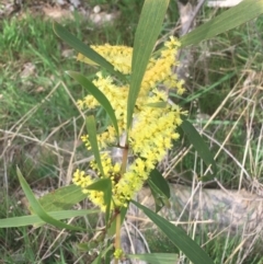 Acacia longifolia subsp. longifolia (Sydney Golden Wattle) at Aranda, ACT - 17 Sep 2021 by Ned_Johnston