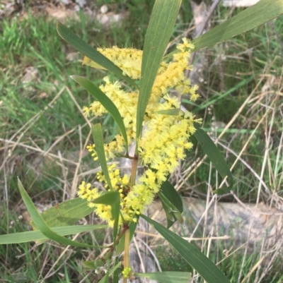 Acacia longifolia subsp. longifolia (sallow or Sydney golden wattle) at Aranda, ACT - 17 Sep 2021 by NedJohnston