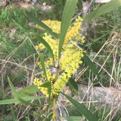 Acacia longifolia subsp. longifolia (Sydney Golden Wattle) at Aranda Bushland - 17 Sep 2021 by Ned_Johnston