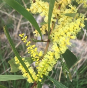 Acacia longifolia subsp. longifolia at Aranda, ACT - 17 Sep 2021