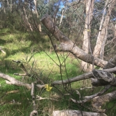 Acacia longifolia subsp. longifolia at Aranda, ACT - 17 Sep 2021