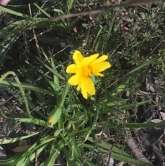 Microseris walteri (Yam Daisy, Murnong) at Downer, ACT - 17 Sep 2021 by NedJohnston